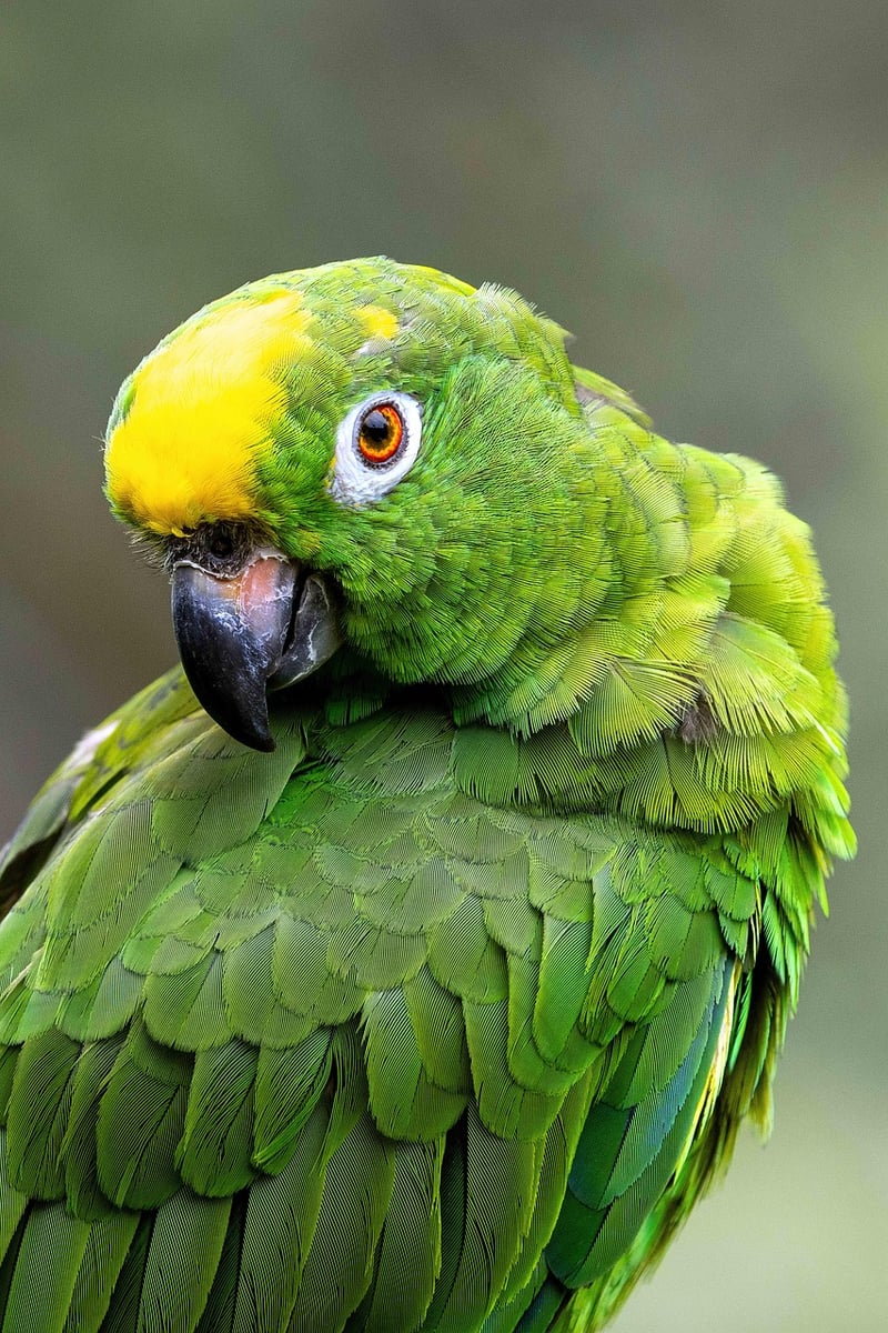 Amazon Rainforest